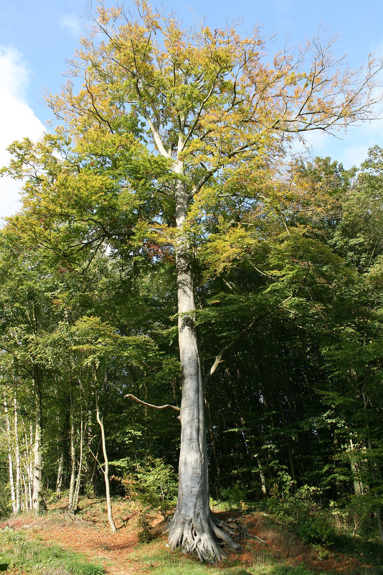 Bornes de la forêt de Mirebeau-sur-Bèze